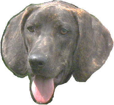 Plotthound