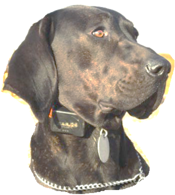 Schwarzw�lder Schwei�hund